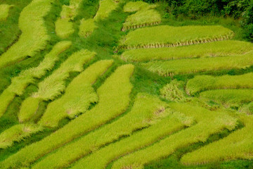 Terraced rice field in Northern Thailand