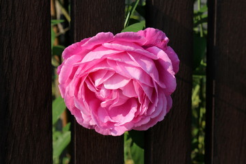 Large pink rose with dense fully open blooming petals growing between dark wooden picket fence in...