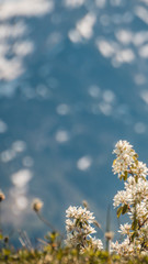 Smartphone HD wallpaper of alpine view near the Piller lake - Tyrol - Austria