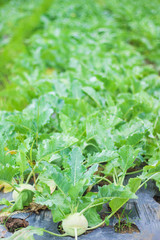Brassica oleracea Gongylodes Group  in organic vegetable farm , natural patterns  background