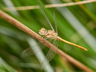 Dragonfly Sympetrum striolatum perched on a bush, warming its wings to the sun early in the morning
