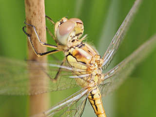 Dragonfly Sympetrum striolatum perched on a bush, warming its wings to the sun early in the morning