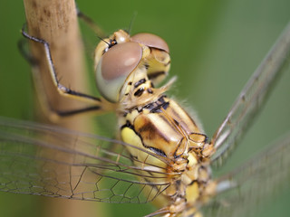 Dragonfly Sympetrum striolatum perched on a bush, warming its wings to the sun early in the morning