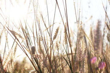 Liliopsida flower grass