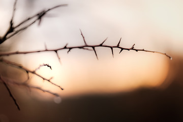 Spiny branch at sunset with soft and mellow autumn colors