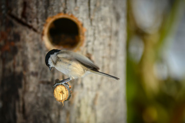 titmouse on the branch outside the home