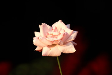 Light pink to white rose with dense petals starting to wither on dark to red background in local...