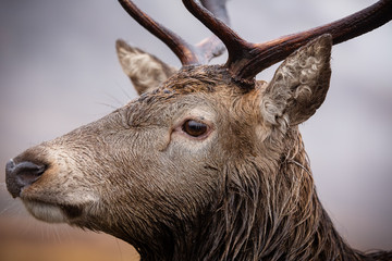 Fototapeta premium Male stag close up head and shoulders, looking at the camera