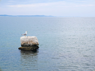 Seagull on the coastal rock