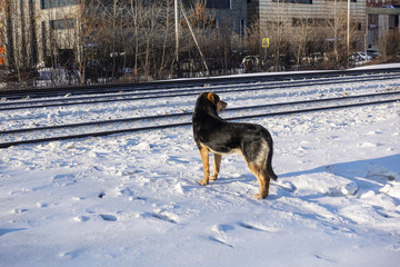 Dog walks near the railway in winter. Winter sunny day.