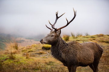 Male stag, close up head and shoulders, looking right