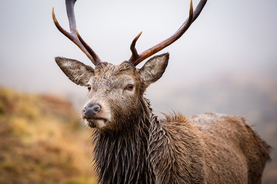Male stag close up head and shoulders, looking at the camera