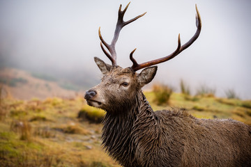 Male stag, close up head and shoulders, looking right
