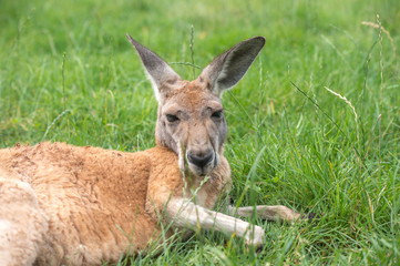 Naklejka na ściany i meble kangaroo in freedom in australia