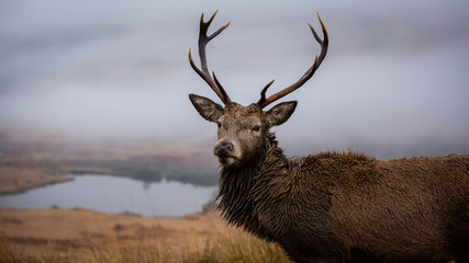 Naklejka na ściany i meble Male stag close up head shot, scottish loch background