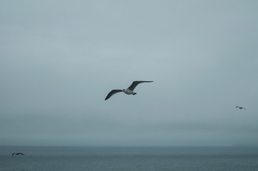 Fototapeta na wymiar A seagull on the sea