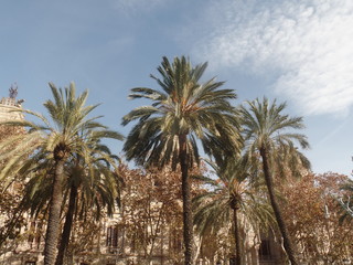 Fototapeta na wymiar The palm trees of Barcelona, Spain