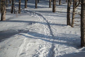 Footpath in a cold snowy forest