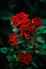 Red roses