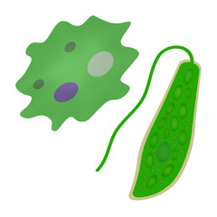 アメーバとミドリムシ