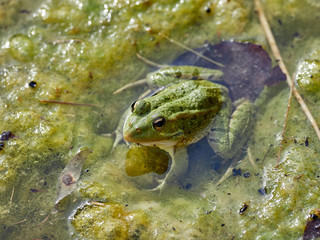 Frog on the surface of a pond, near Almansa, Spain
