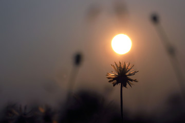 Soft flowers of grass and orange sky in the evening for the design of the background or postcard.