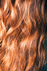 Naklejka premium Bronze Curly Hair