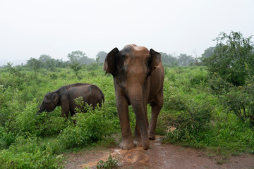 Fototapeta na wymiar elephants in the forest