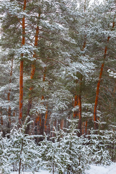 quiet finter pine forest in a snow
