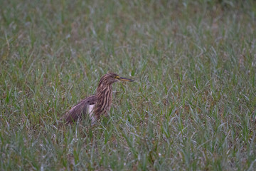 Indian pond heron