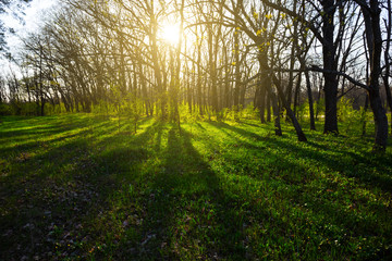 beautiful green spring forest at the sunset
