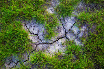green grass growth on a dry saline cracked earth