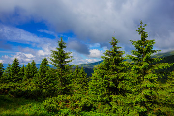 green pine forest under a blue cloudy sky
