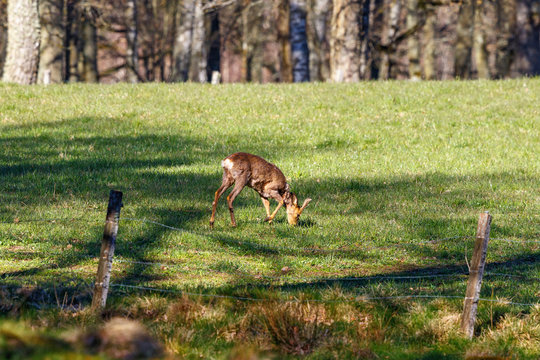 Deer grazing in a meadow in early spring © Lars Johansson