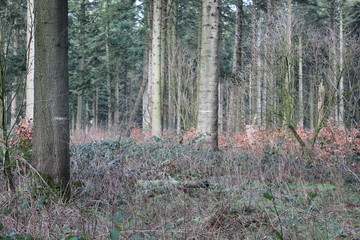 In the frosty forest