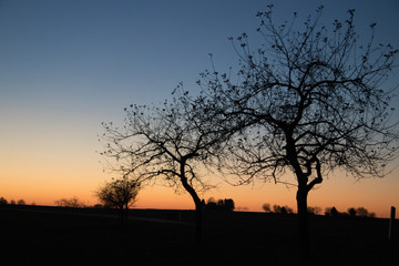 winterliche bäume zur blauen stunde