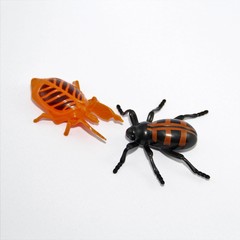 cockroach isolated on white background