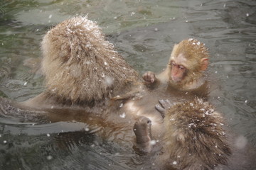 家族で毛づくろいをするスノーモンキー