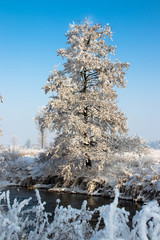 raureif im tiefen winter
