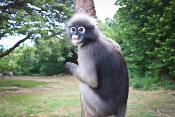 Funny cute monkeys spectacled langur (Trachypithecus obscurus) in the national park.