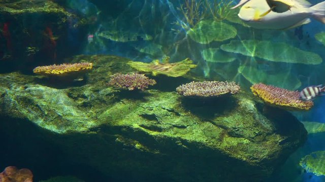 underwater world, many multi-colored fish coral reefs