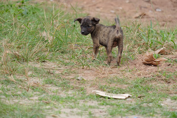 Cute funny puppy in the field.