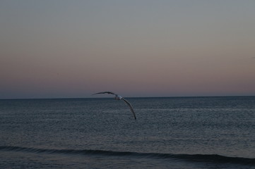 seagull
