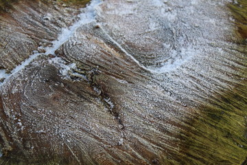 Frost on a tree stump