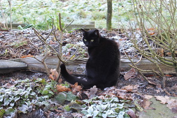 a cat in the frosty garden