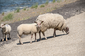 Sheeps on a dike on Texel island in The Netherlands