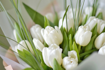 bouquet of white tulips on green background. Beautiful tender flowers with selective focus with long green leaves. Spring blossom for romantic valentines or mothers day. Fresh bunch of tulips.