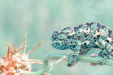 Beautiful green chameleon - Stock Image