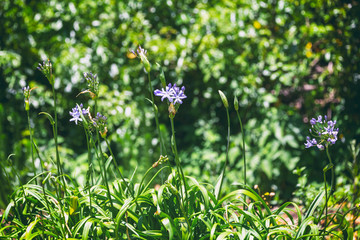Purple flowers and foliage background image
