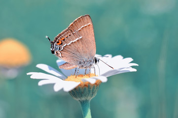 Closeup   beautiful butterfly sitting on flower